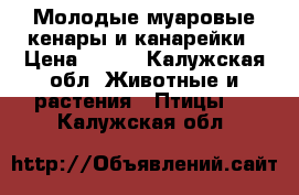 Молодые муаровые кенары и канарейки › Цена ­ 800 - Калужская обл. Животные и растения » Птицы   . Калужская обл.